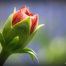 From a pregnable bud to a divine gardner…